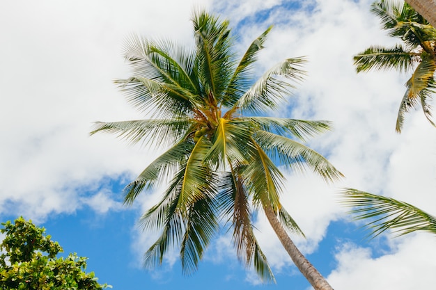 Palm trees in Seychelles.