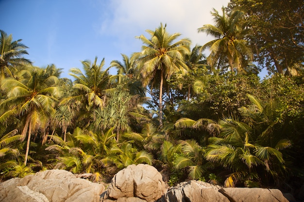 palm trees on the shore in the tropics