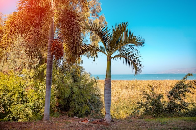 Palm trees on the shores of the Sea of Galilee The beautiful nature of Northern Israel Sea of Galilee in autumn