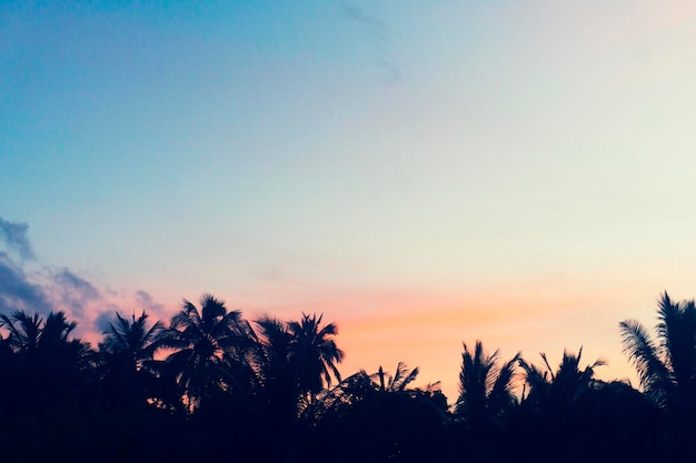 Palm trees silhouette against sunset sky