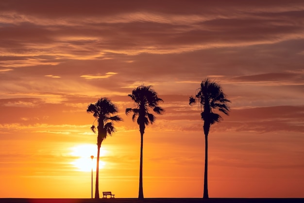 Palm trees silhouette at beautiful bright sunset