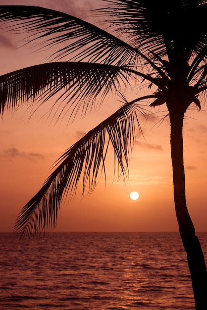 日没の熱帯のビーチでヤシの木のシルエット。オレンジ色の夕日。