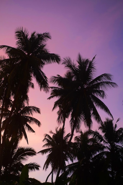 Palm trees silhouettes on tropical beach at vivid sunset time