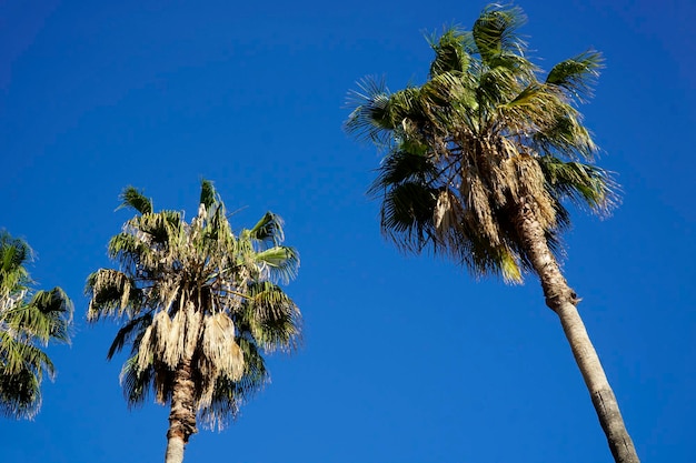 Palm trees and sky in background