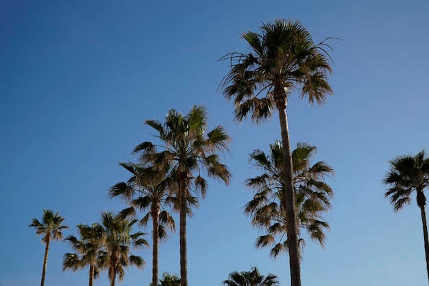 Palm trees and sky in background