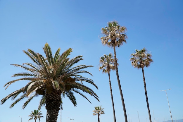 Palm trees and sky in background