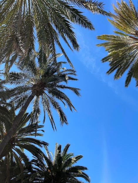 Palm trees sky Photo