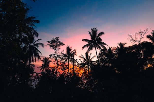 Palm trees and sky and twilight