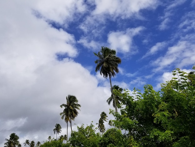 Palm trees in the sky with clouds in the background