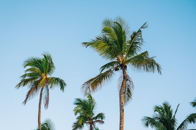 Palm trees and sky