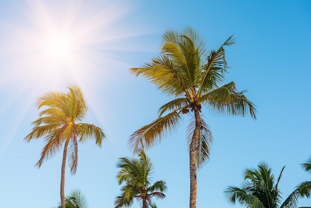 Palm trees and sky