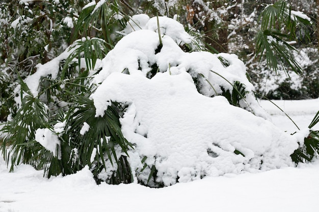 異常に寒い天候で雪の下でヤシの木