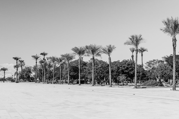 Palm trees on square near the Karnak temple in Luxor Egypt