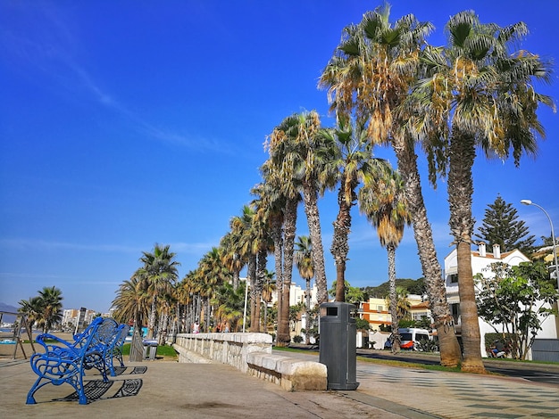 Foto palme in strada contro il cielo blu