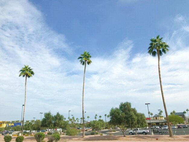 Palm trees on street against sky