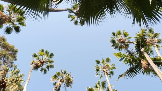 ロサンゼルスのカリフォルニア海岸ビーチの夏休みの近くの通りのヤシの木