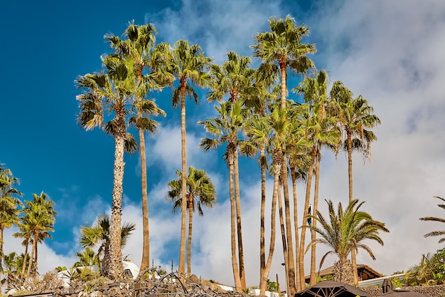 Palm trees at summer vacation