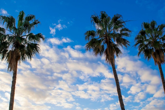 Palm Trees Summer View of Palm Trees Sky With Clouds Palm Trees in the Tropics