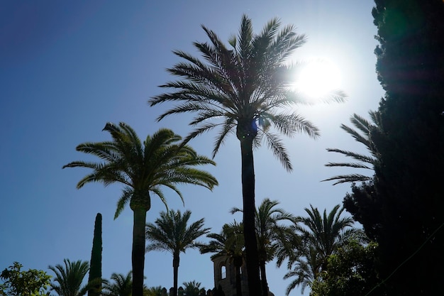 Palm trees and sun on cloudless sky