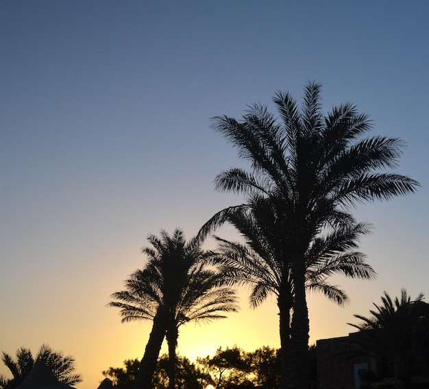 Palm trees at sunrise