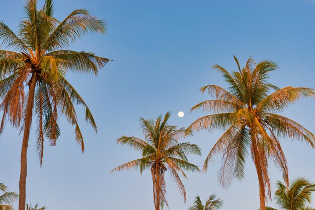 Palm trees on sunset blue sky