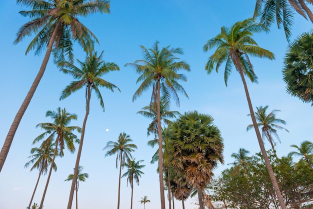 Palm trees on sunset blue sky