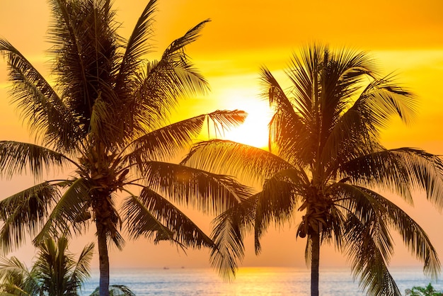 Palm trees at sunset