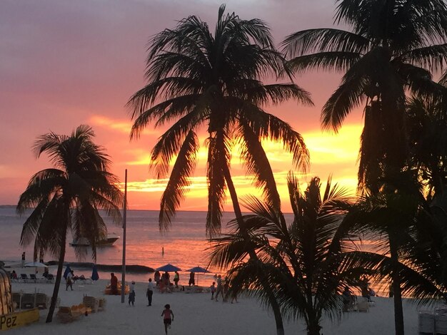 Photo palm trees at sunset