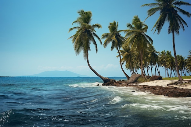 Фото Пальмовые деревья качаются в ветре на пустынном острове