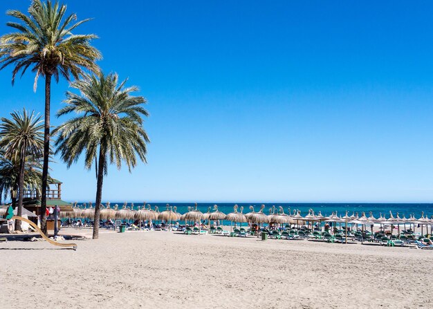 Palm trees and thatched roof parasols on beach against clear blue sky