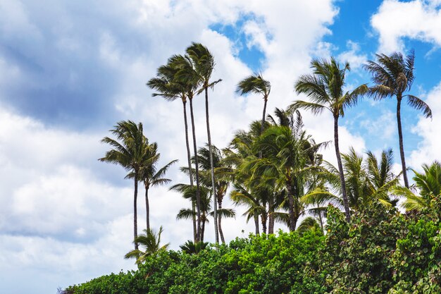 Palm trees on tropical beach in Haleiwa, North shore of Oahu, Hawaii