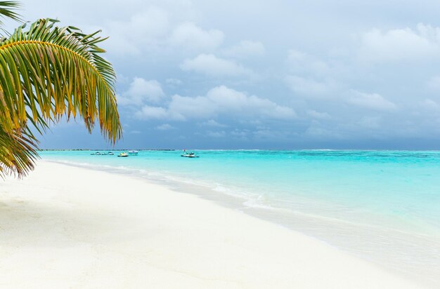 Palm trees on a tropical beach