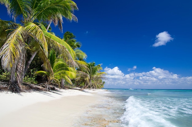 Palm trees on tropical beach