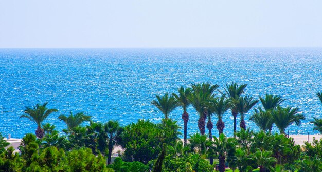 Palm trees at tropical coast