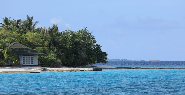 пальмы на тропическом острове