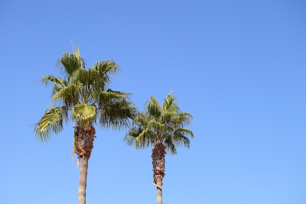 Palm trees two pieces against the blue sky on a clear day