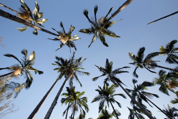 Palm trees viewed from the bottom up