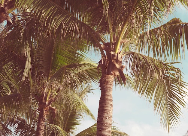 Palm trees Vintage