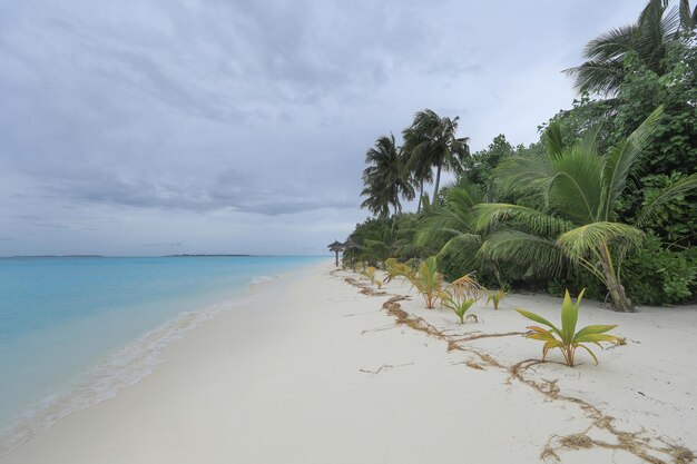 palm trees on white sand on a tropical island