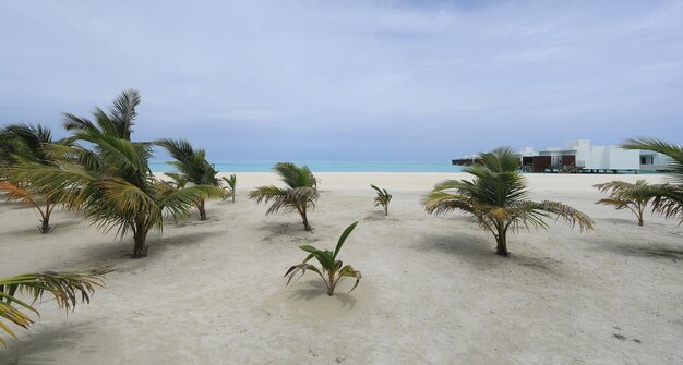 熱帯の島の白い砂浜のヤシの木