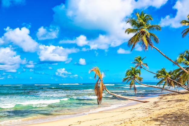 Пальмы на диком тропическом пляже в Доминиканской Республике. Отпуск путешествия фон.