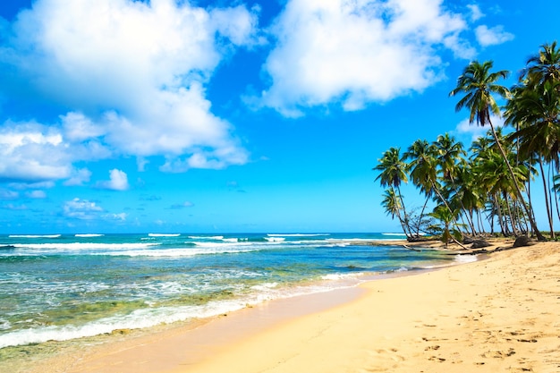 Palm trees on the wild tropical beach in Dominican Republic. Vacation travel background.