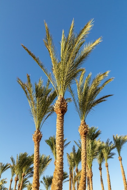 Palm trees with a blue sky on the background.