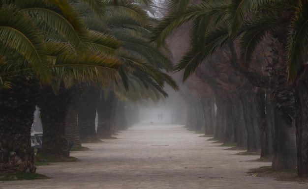 霧のあるヤシの木と将来の風景を歩く人々