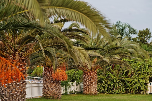 Photo palm trees with ripe dates at bodrum turkey