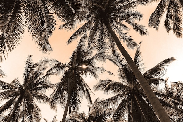 Palm trees with sky in sepia background