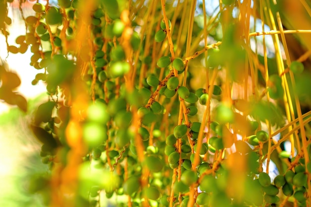 Palm trees with unripe dates on the branches