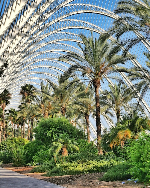 Foto alberi di palma