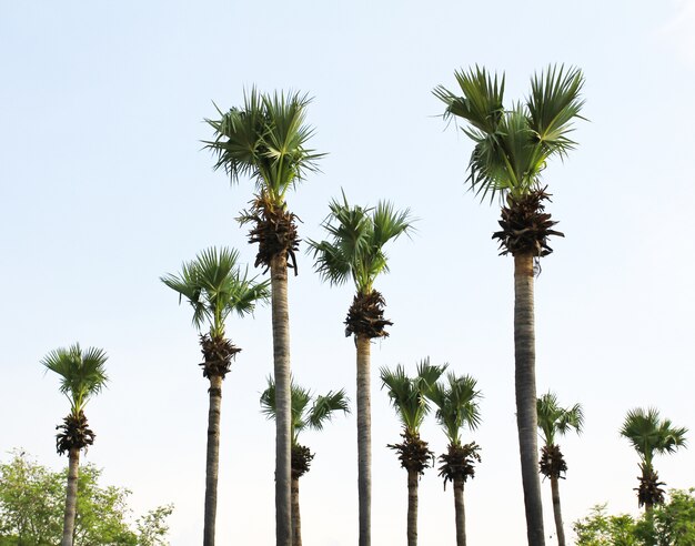 Photo palm trees