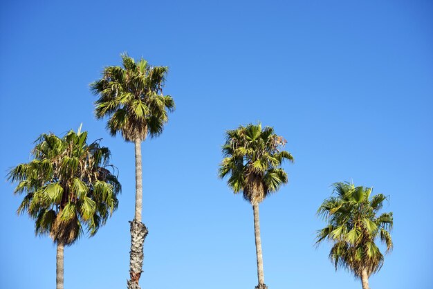 Photo palm trees